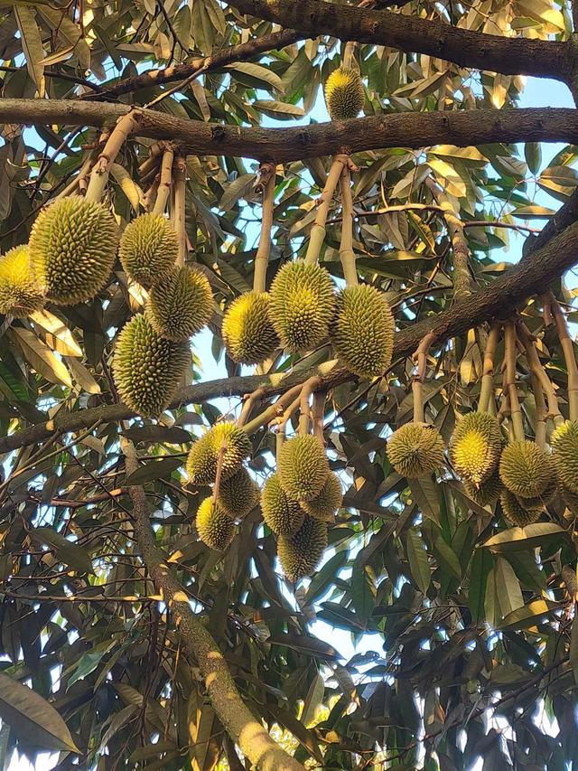 Trái sầu riêng non trên cành
