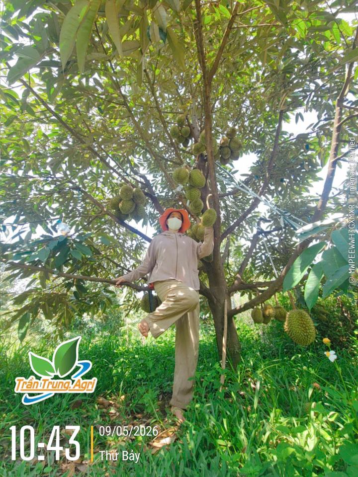 Vườn sầu riêng gia đình anh Trần Trung, Bình Phước