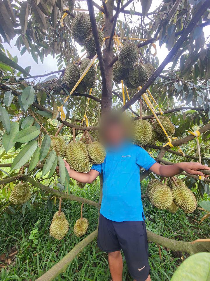 Anh Trần Trung bên cây sầu riêng trong vườn ở Bình Phước